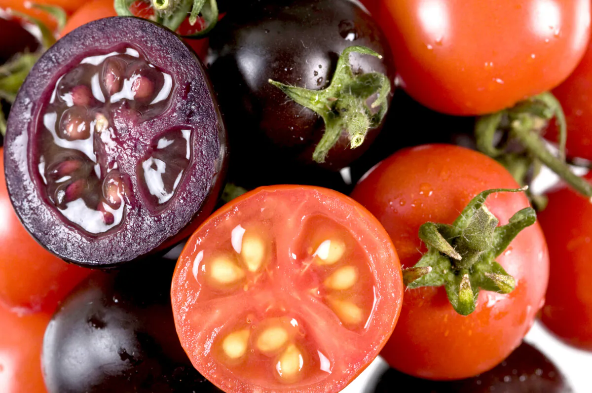 In this photo illustration genetically modified purple tomatoes are seen alongside red tomatoes. (John Innes Centre UK via Getty Images)