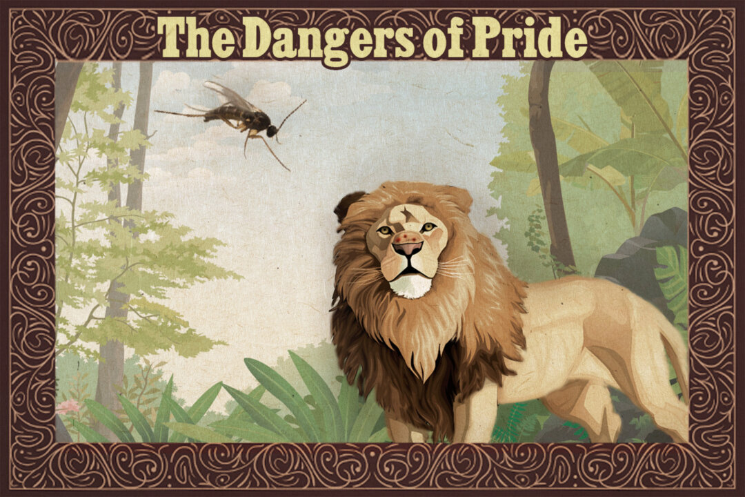 Spiteful gnat teaches angry lion a good lesson—see what happens when it flies away in pride