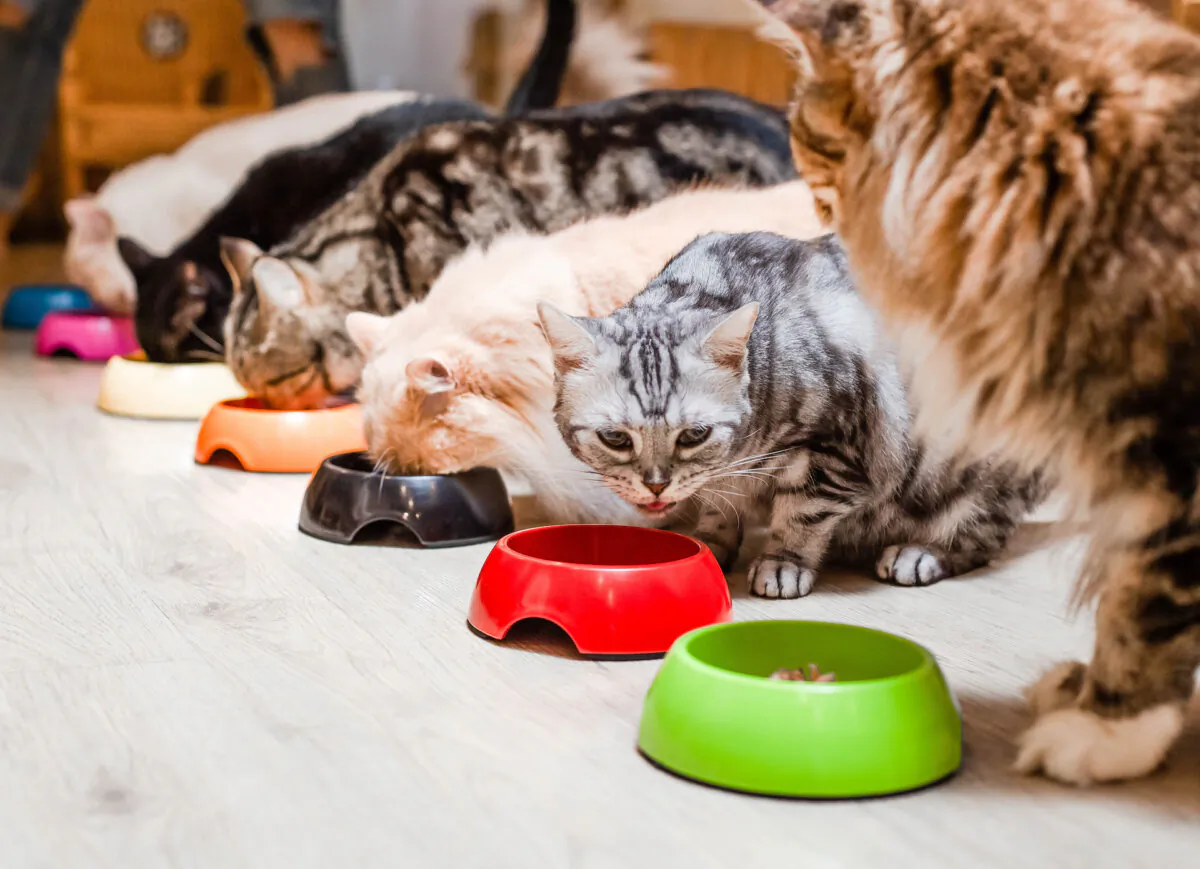 Having a lot of pets does not make someone a hoarder. (Oksana Larkina/Shutterstock)