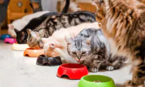 Hoarder Has Too Many Animals for Adequate Care