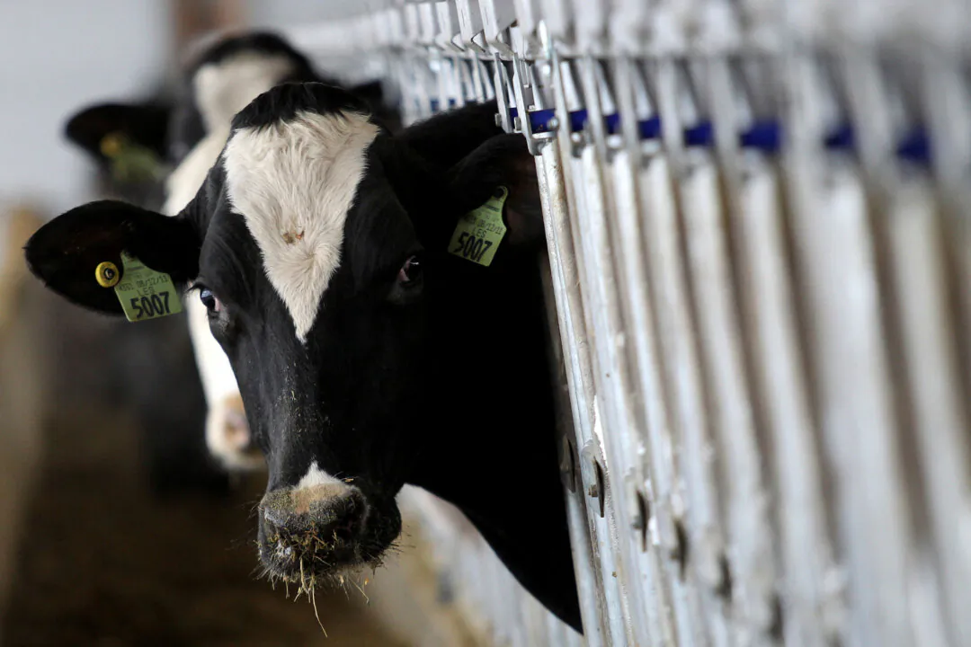 A dairy cow at a dairy farm in Ohio, on December 12, 2014. (Aaron Josefczuk/Reuters)