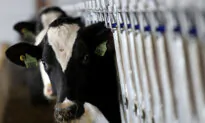 20 Percent of Grocery Store Milk Samples Test Positive for Bird Flu: FDA