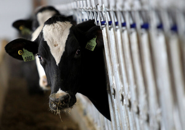 Bird Flu Likely Spreading Through Shared Personnel, Equipment: USDA