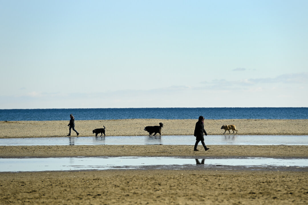 Anthony Furey: What to Do About Dangerous Dogs in Our Cities