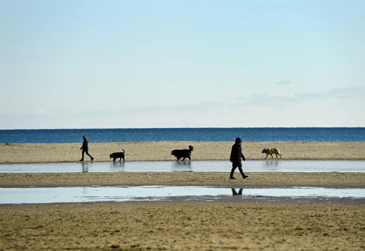 People walk their dogs by Lake Ontario at Woodbine Beach in Toronto in a file photo. (The Canadian Press/Nathan Denette)