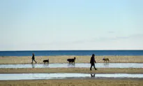 Anthony Furey: What to Do About Dangerous Dogs in Our Cities