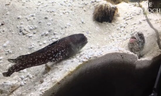 Two Fish Fight by Spitting Sand on Each Other