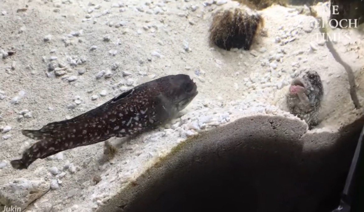 Two Fish Fight by Spitting Sand on Each Other