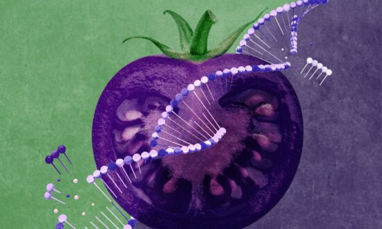 Trojan Tomato: A New GMO is Designed to Infiltrate America's Gardens