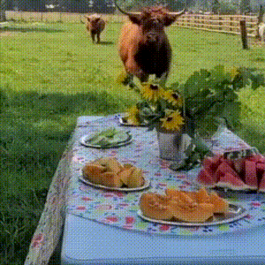 Highland Cows Chow Down on Picnic Buffet