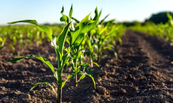 Hidden Food Threat: Experts Warn of Dangers of RNAi Crops