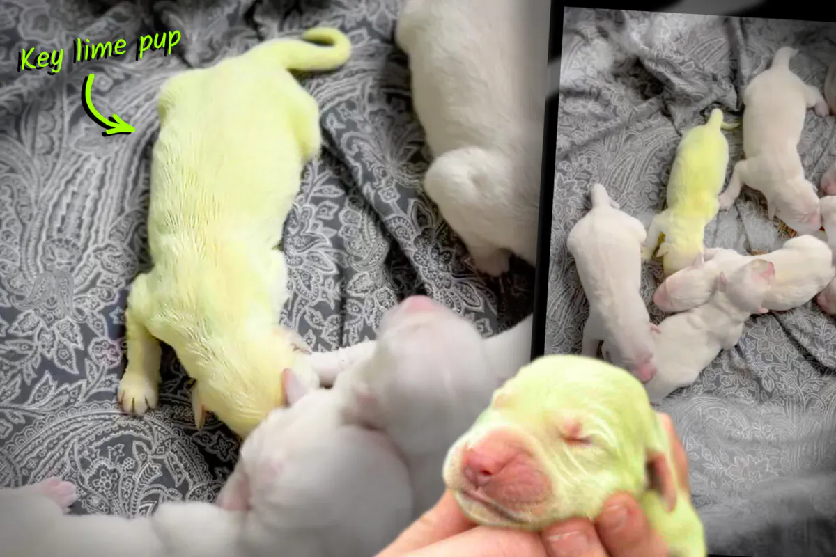 A golden retriever puppy in Florida was born green. (Illustration by The Epoch Times, Courtesy of Golden Treasures Kennel)