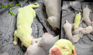 VIDEO: Golden Retriever Pup Born Lime Green With Normal Siblings—Here’s the Weird Reason Why
