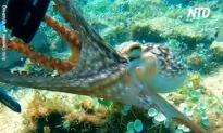 Octopus Tries to Take Camera