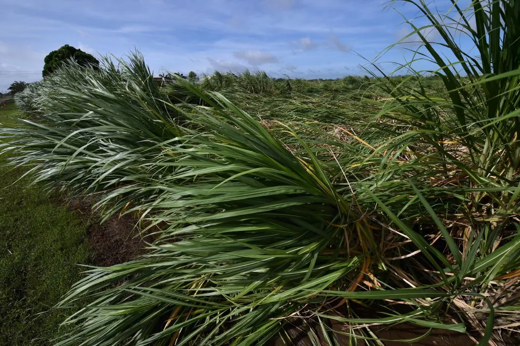 Sugarcane fields pictured outside the Queensland town of Ayr in Australia on March 30, 2017. (Peter Parks/AFP via Getty Images)