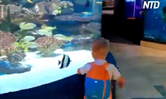 Boy Ecstatic at Getting Chased Around Aquarium by Tropical Fish