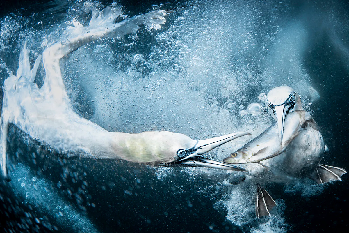 (Courtesy of Tracey Lund /World Nature Photography Award)