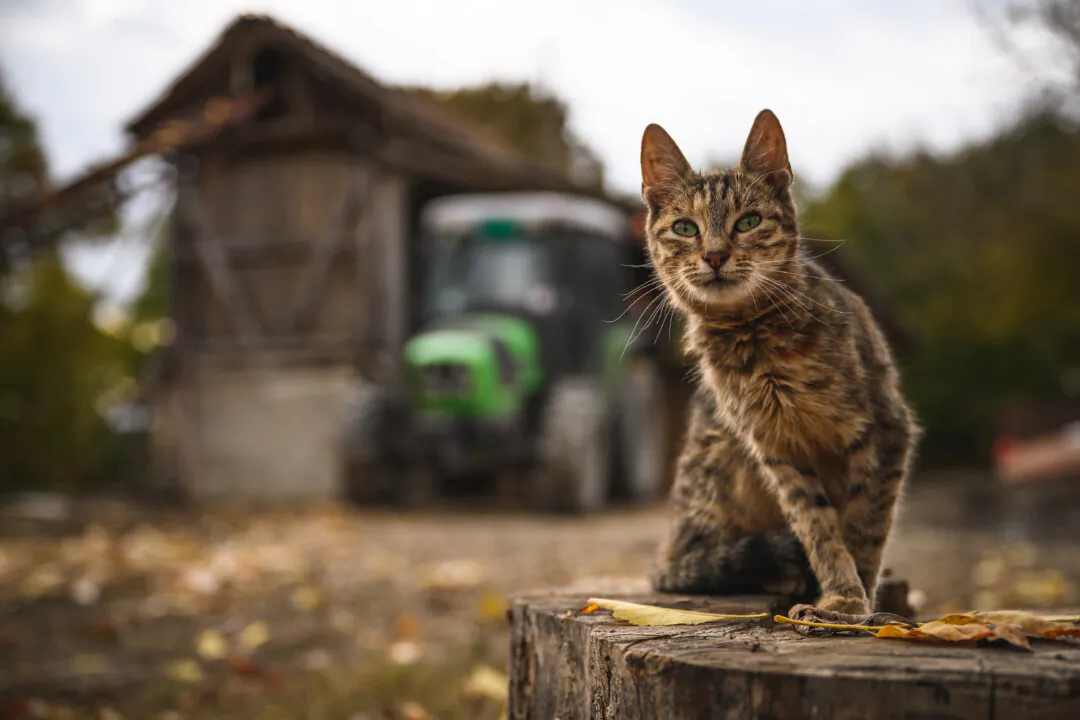 A cat at a farm in a file image. (Andrej Isakovic/AFP via Getty Images)
