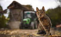 Cats Died After Drinking Raw Milk From Cows With Bird Flu