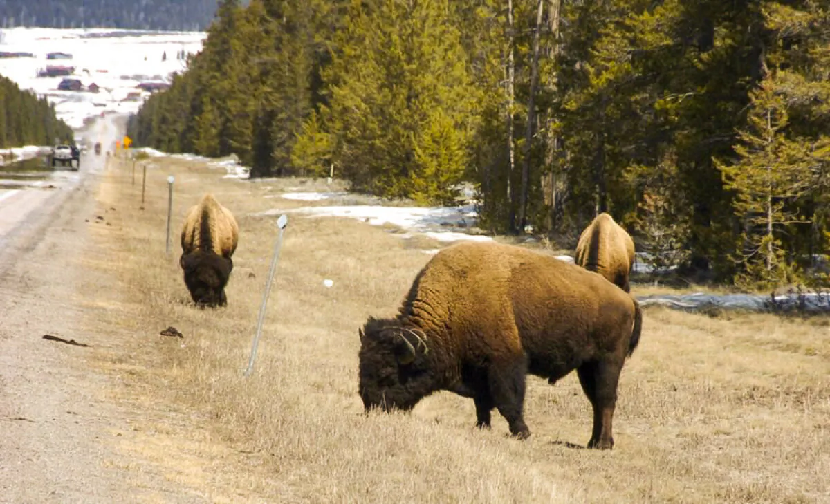 Bison graze along a state highway near West Yellowstone, Mont., on April 20, 2014. (Matthew Brown/AP)