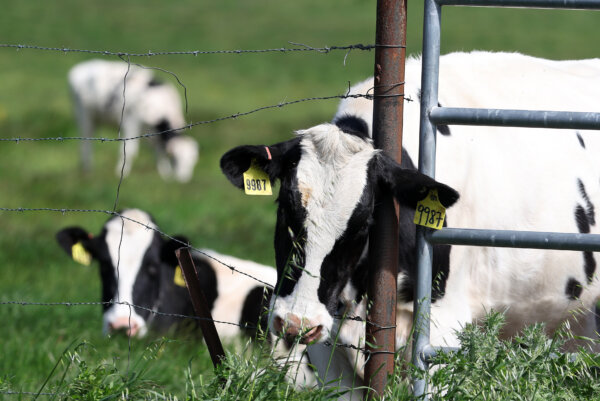 Cow's Raw Milk Contaminated With Avian Flu Damages Mice Organs