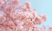The Asian Fascination With Cherry Blossoms, Explained