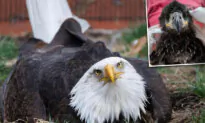 VIDEO: Flightless Bald Eagle Who Incubated a Rock Becomes ‘Foster Father’ for the Second Time