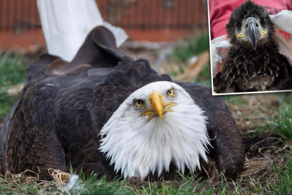 VIDEO: Flightless Bald Eagle Who Incubated a Rock Becomes 'Foster Father' for the Second Time