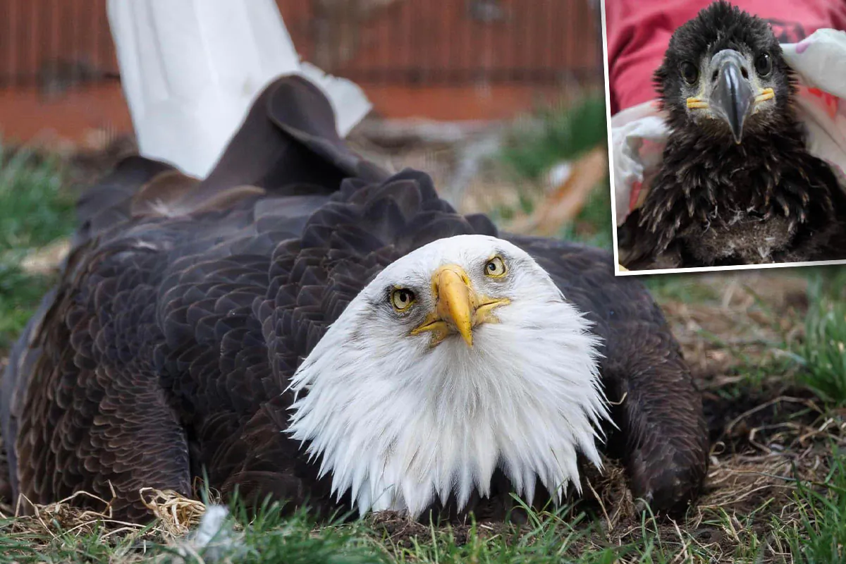 (Courtesy of World Bird Sanctuary)