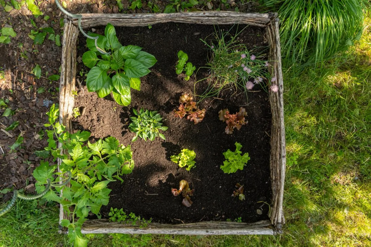 Leafy greens do better in shady conditions and lose all tenderness if they receive more than 12 hours of sunlight per day. (Arjan Kemeling/Shutterstock)