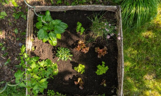 Shady Characters: Low-Light-Tolerant Vegetables and Herbs for Your Garden