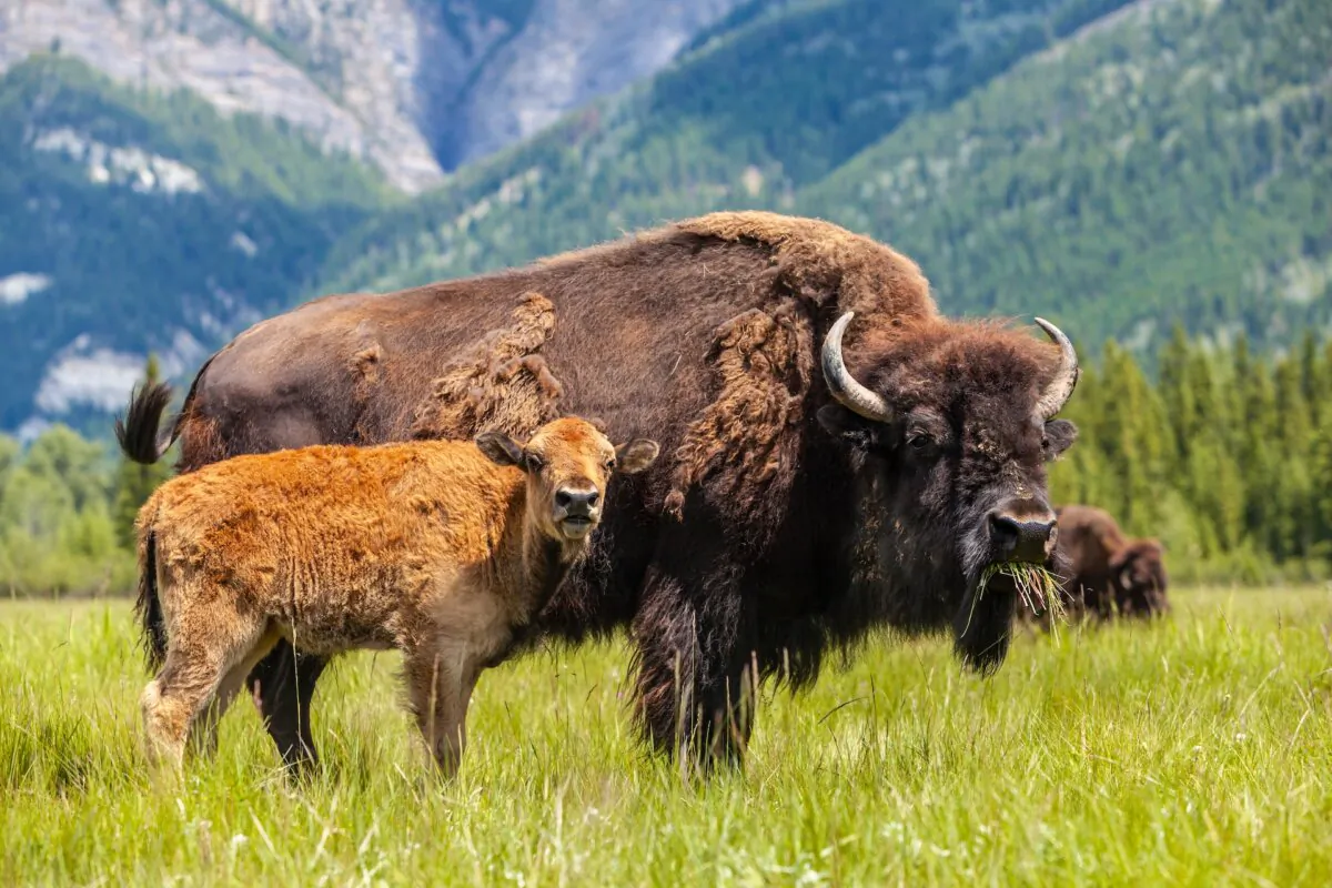 As North America's largest terrestrial animals, bison once roamed freely across the Great Plains. Now, they survive in conservation herds and on private land. (Darren Baker/Shutterstock)