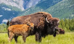 The Best Way to Help Bring Back the American Bison? Eat Bison Meat.