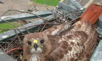 Red-Tailed Hawk Has Made a Texas Highway Camera Her Home for a Decade: ‘They’re Fun to Watch’
