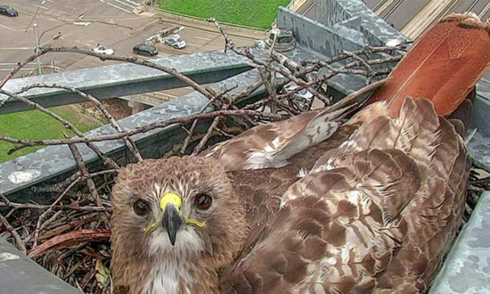 Red-Tailed Hawk Has Made a Texas Highway Camera Her Home for a Decade: ‘They’re Fun to Watch’