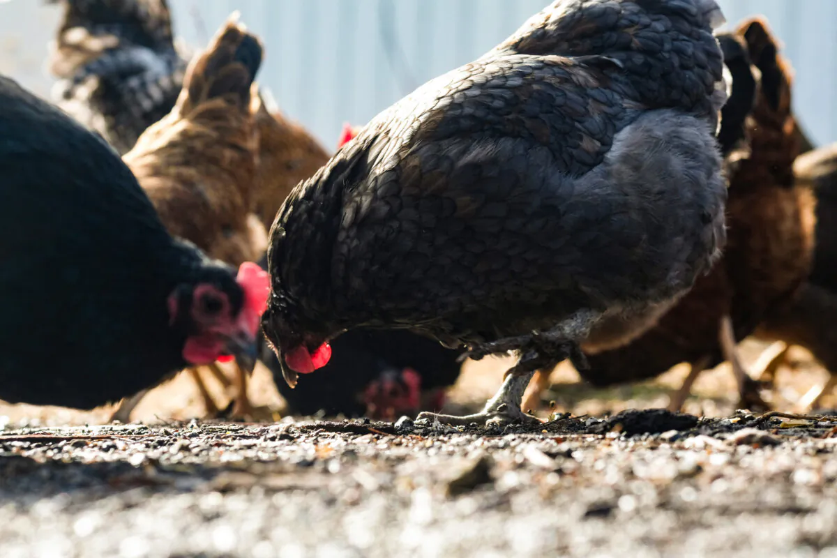 Chickens at a farm in Michigan in a file photograph. (Matthew Hatcher/AFP via Getty Images)