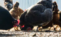 Michigan Issues Emergency Order to Combat Bird Flu