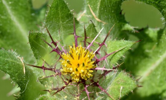 Ancient Medicinal Blessed Thistle May Regenerate Injured Nerves