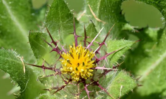 Ancient Medicinal Blessed Thistle May Regenerate Injured Nerves