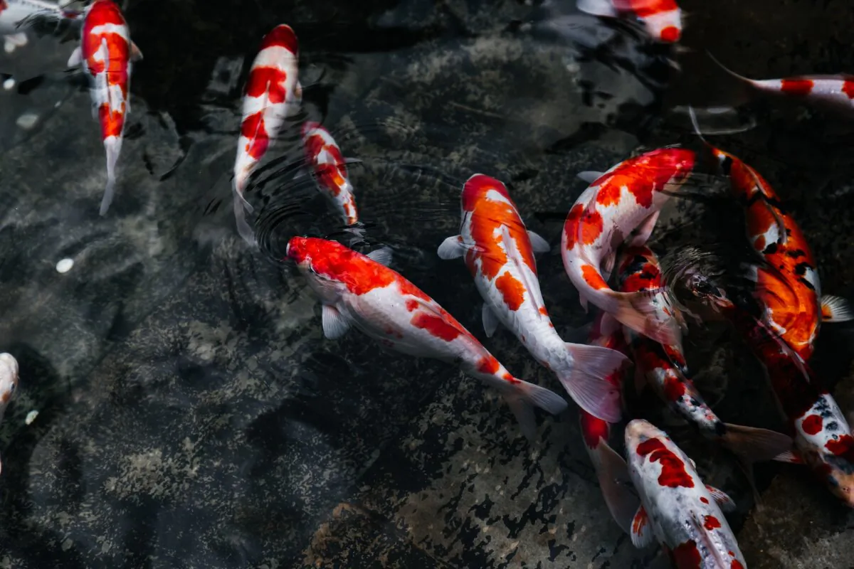 In a typical goldfish pond, one pound of salt per 100 gallons of water will benefit the fish without harming anything else. (mgnovenia/Shutterstock)