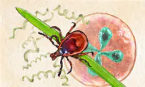 Tick-Borne Diseases: Symptoms, Causes, Treatments, and Natural Approaches