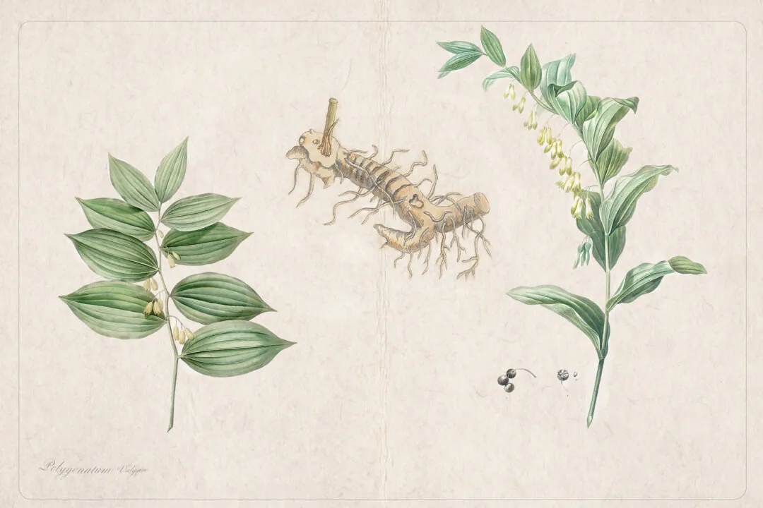 Vintage illustrations of Solomon's seal: its stems and flowers, berries, and rhizome. (Public Domain)