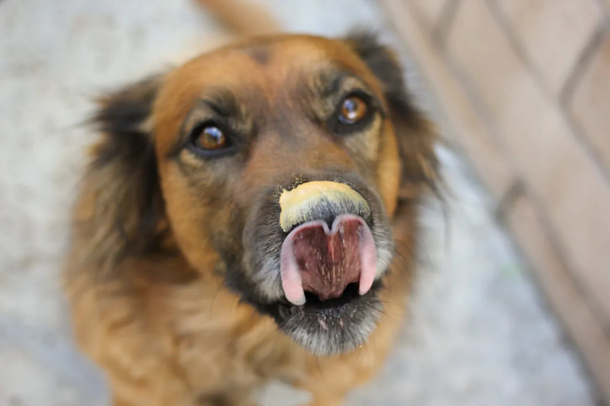Make sure the peanut butter you give your dog doesn't contain xylitol, an artificial sweetener. (Halie West/Shutterstock)