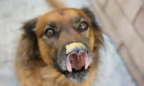 Xylitol Artificial Sweetener Is Toxic to Dogs
