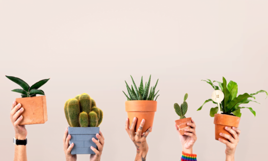 Top Picks for International Plant Health Day