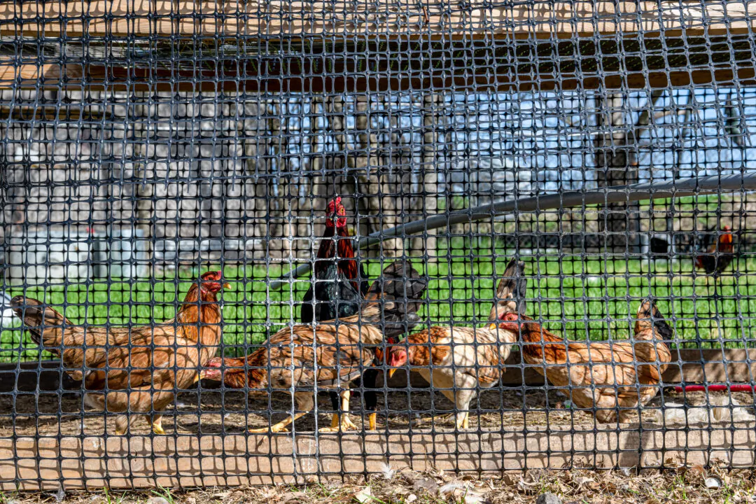 Poultry in Texas in a file image. (Brandon Bell/Getty Images)