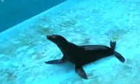 Sea Lion Slides Around in Empty Pool