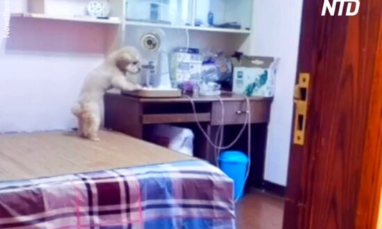 Intelligent Dog Completes Its Bedtime Routine as Instructed by Owner