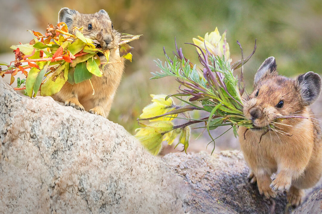 The American Pika Is Nature’s Cutest and Smartest Florist—Here’s How It ...