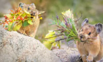 The American Pika Is Nature’s Cutest and Smartest Florist—Here’s How It Manages Its ‘Food Pantry’